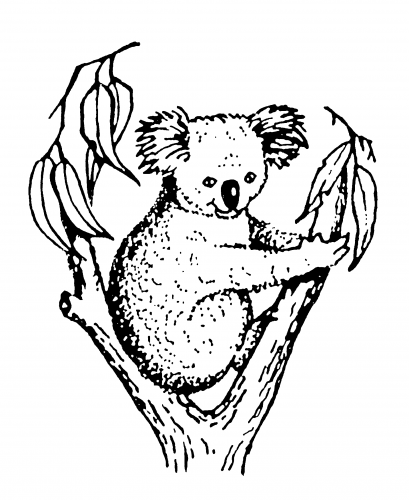 Koala Accounting & Taxation - Accountants Canberra 2