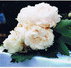 Horne Roger M  Co - Accountants Canberra