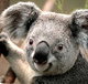 Australian Taxation Services - Accountants Canberra